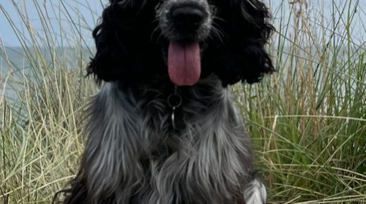 A black and white dog with long grass and the coastline in the background